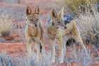 Black-backed jackal pair bonding in the Kalahari Desert of southern Africa Art Print
